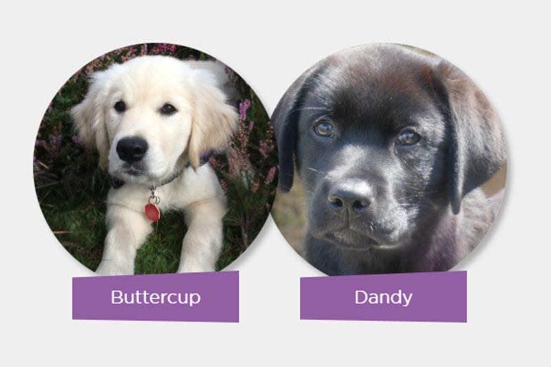 Canine Partners assistance dog