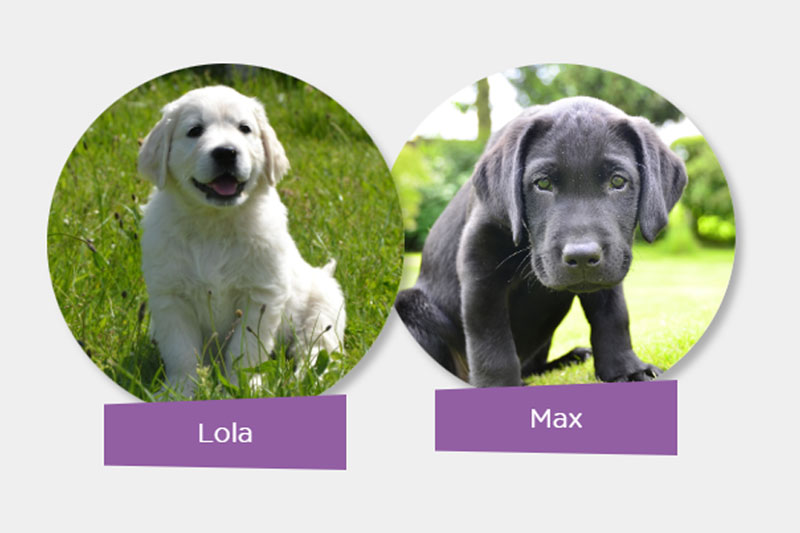 Canine Partners assistance dog
